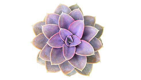 What is cactus flower water?