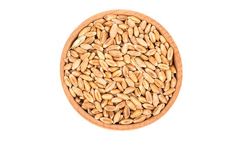 Wheat Protein Benefits